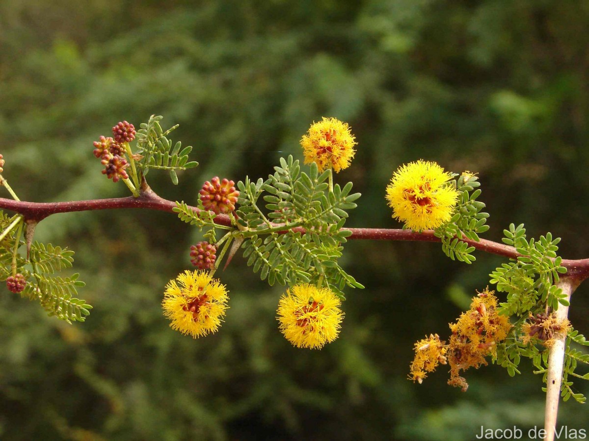 Vachellia eburnea (L.f.) P.J.H.Hurter & Mabb.